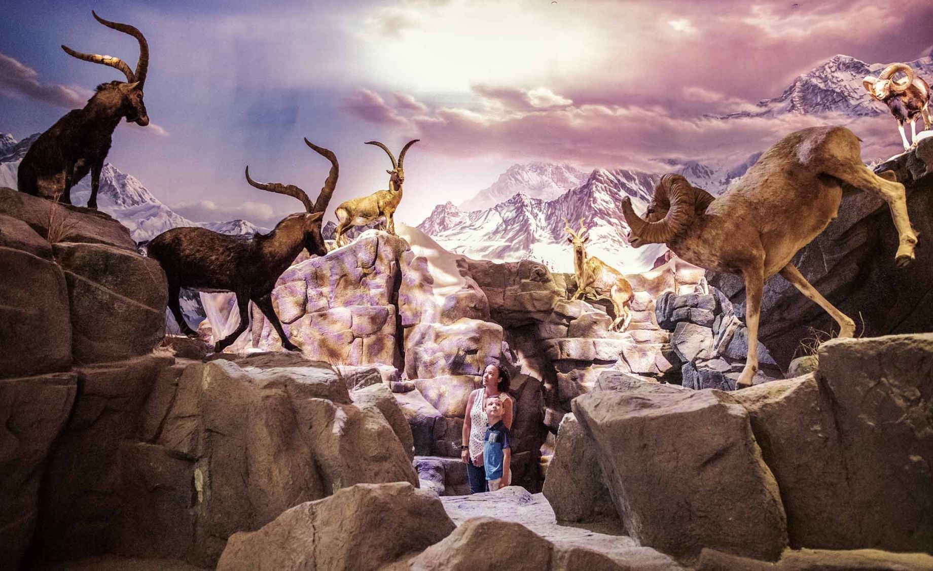 Wonders of Wildlife National Museum and Aquarium